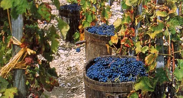 Vendemmia in Alto Adige, minore resa e più qualità