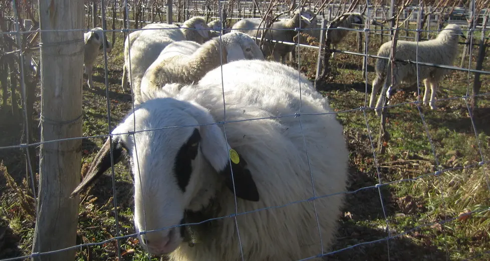 Magrè, le pecore “aiutano” i vignaioli