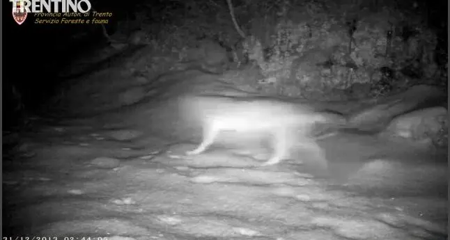 Monti Lessini, i lupi a passeggio in Trentino