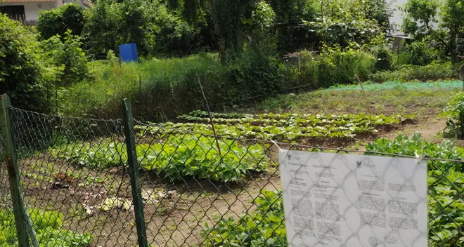 «Graziati» gli orti abusivi Il Tar stoppa il Comune