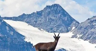 Stelvio, il ministero dice no «Così addio Parco nazionale»