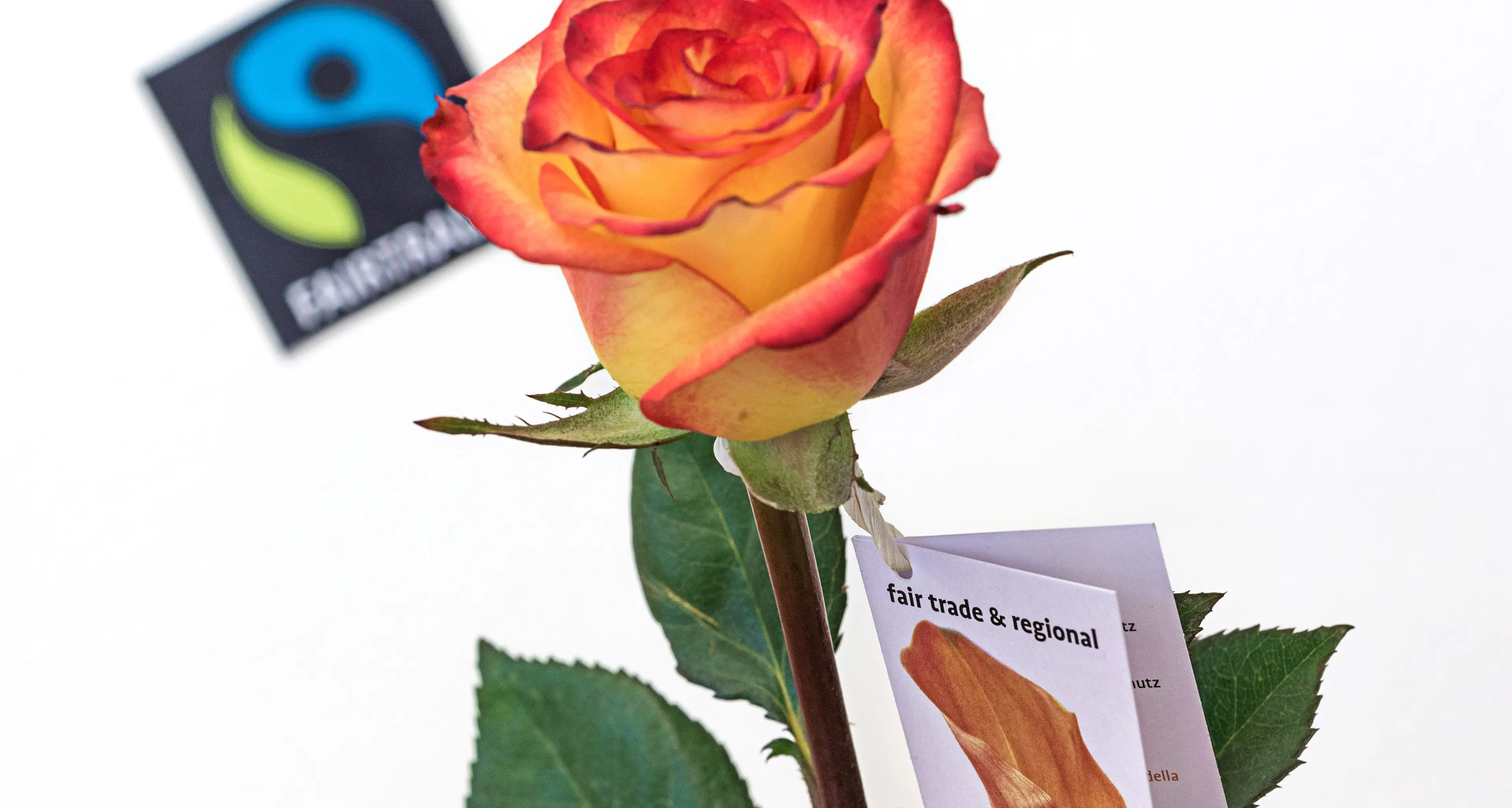 Bolzano: per San Valentino le rose \"eque e solidali\"