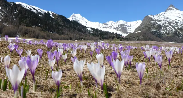 Aprile in Alto Adige, temperature più calde delle medie di stagione