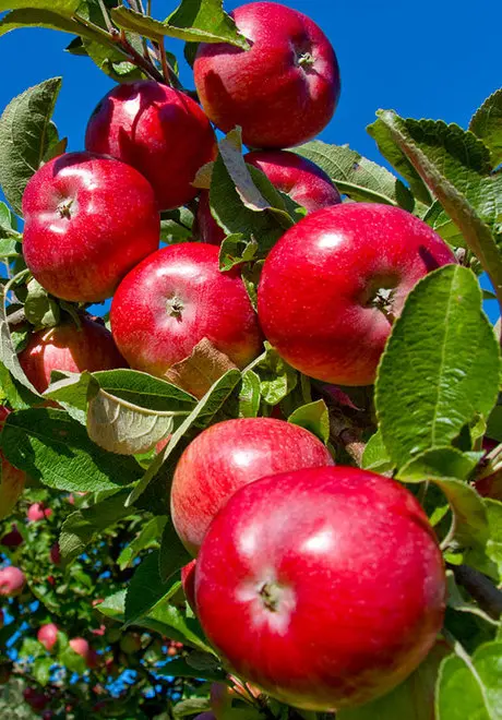 Agricoltura hi-tech per massimizzare la resa delle piante