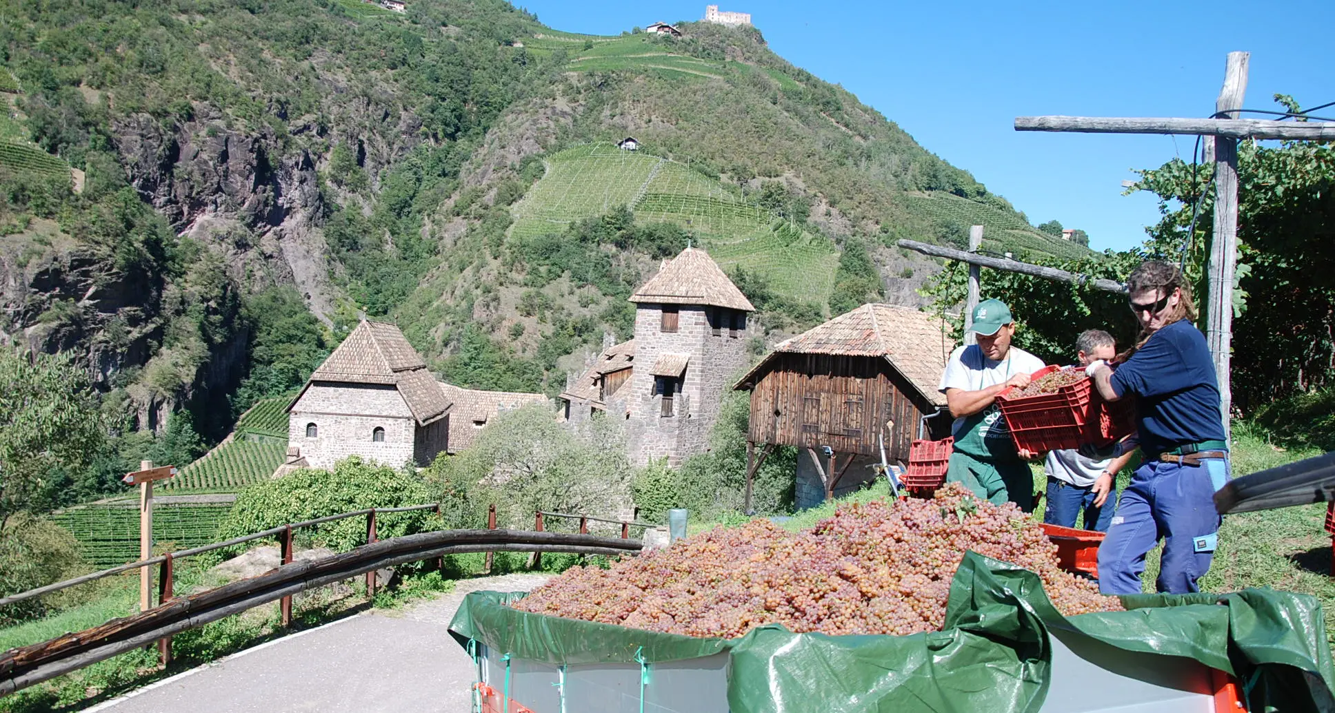 Bolzano, giovedì inizia la vendemmia anche nel vigneto comunale di Castel Roncolo