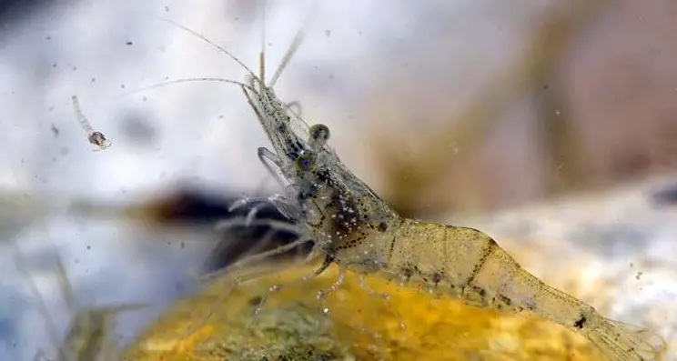 A Caldaro sono sbarcati i gamberetti d’acqua dolce