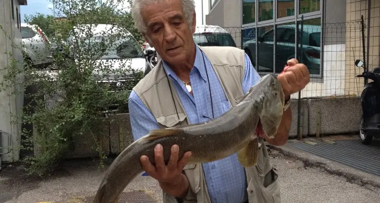 Pesca trota gigante nelle acque dell’Isarco