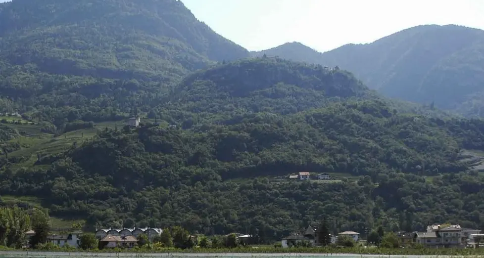 Ceneri dei morti disperse tra gli alberi dei nuovi nati