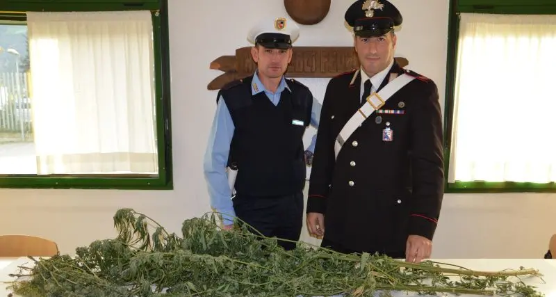 Coltivavano cannabis, denunciati tre giovani
