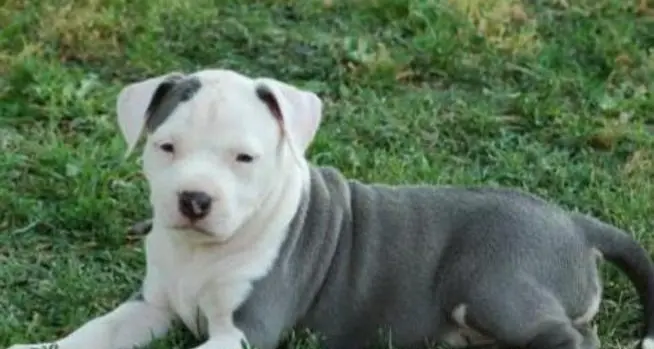 Terlano, cane muore avvelenato dopo tre giorni di agonia