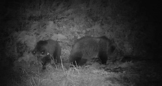 Ecco le prime immagini dei cuccioli di Daniza