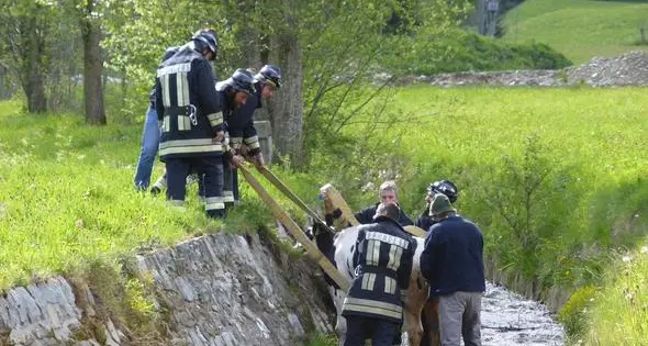 Fundres, i vigili del fuoco salvano un vitello impaurito finito per errore in un corso d'acqua