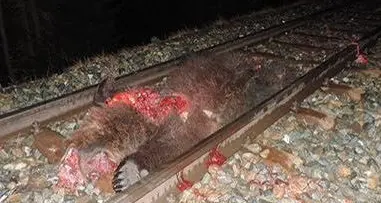 Orso “venostano” travolto dal treno in Svizzera