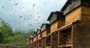 Bolzano: all'asilo «Gulliver» la natura si studia insieme all'apicoltore