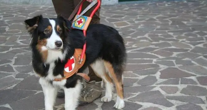 La Lav: vietato impedire l’accesso ai cani-guida
