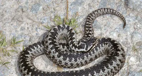Serpente sulla ciclabile a Ischia Frizzi, intervengono i pompieri