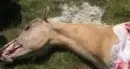Proves: l'orso si riaffaccia e uccide una cavalla