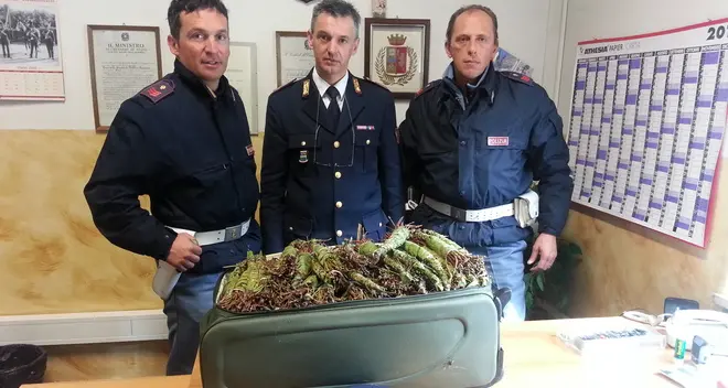 Valigia colma di droga intercettata sul treno al Brennero