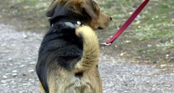 Agenti in borghese Caccia a chi non pulisce le deiezioni dei cani