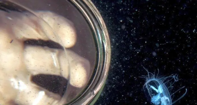 Al lago di Monticolo sono arrivate le meduse