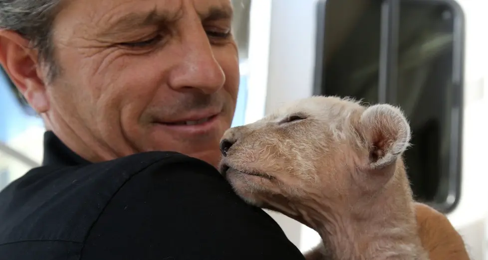 Bolzano, al circo Orfei è nato un piccolo leoncino bianco
