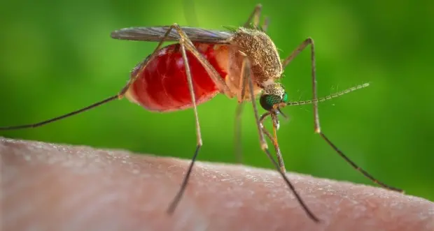 Bolzano, prima donna infettata dal virus Zika in Alto Adige