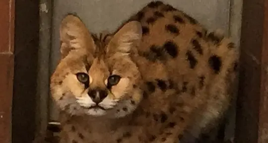 Trasferimento a rilento: Chiku resta alla Sill