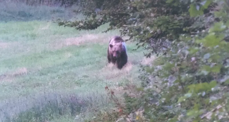 Incontro con l'orso: come comportarsi