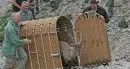 Braies: liberato un giovane stambecco