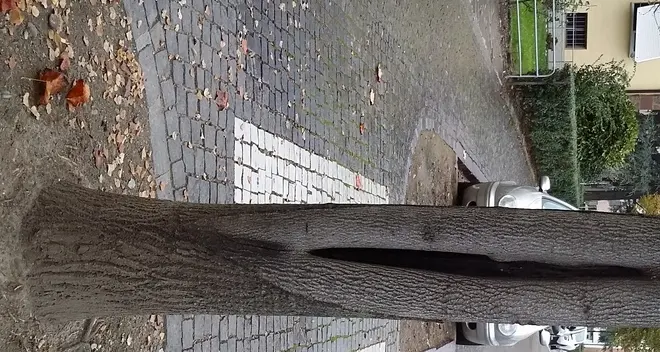 Via Parma, da oggi si sostituiscono gli alberi malati