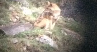 Avvistato il lupo a Montesole, sopra Silandro