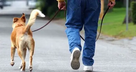Tassa sui cani, interviene la Lav di Bolzano: \"Un balzello che favorisce il randagismo\"
