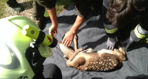 Cerbiatto ferito salvato dai vigili del fuoco sull’alta via di Laives
