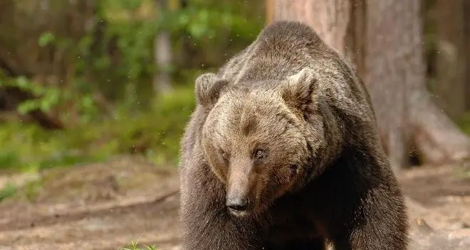 Questione orso: pericolosità smentita dallo studio trentino