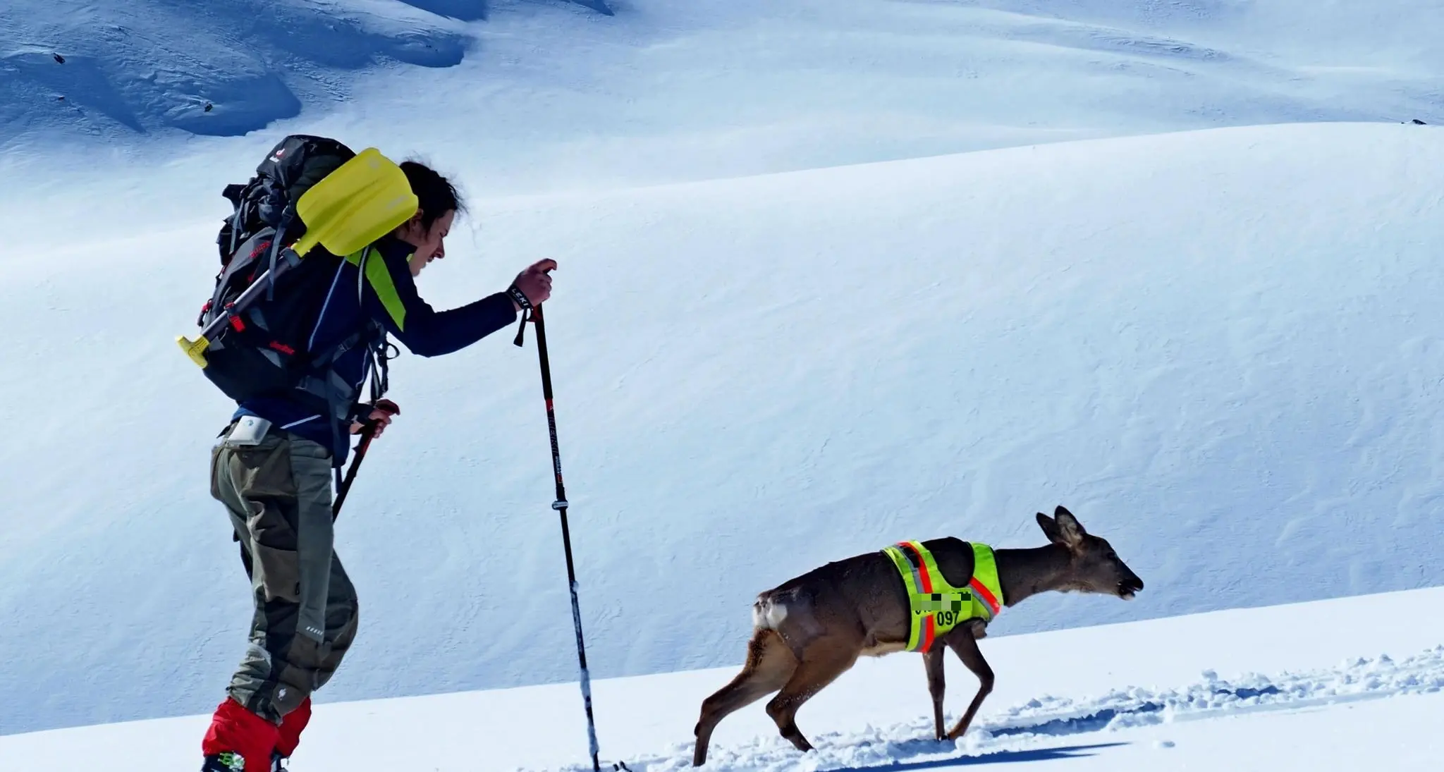 Passo Resia, a passeggio con il capriolo