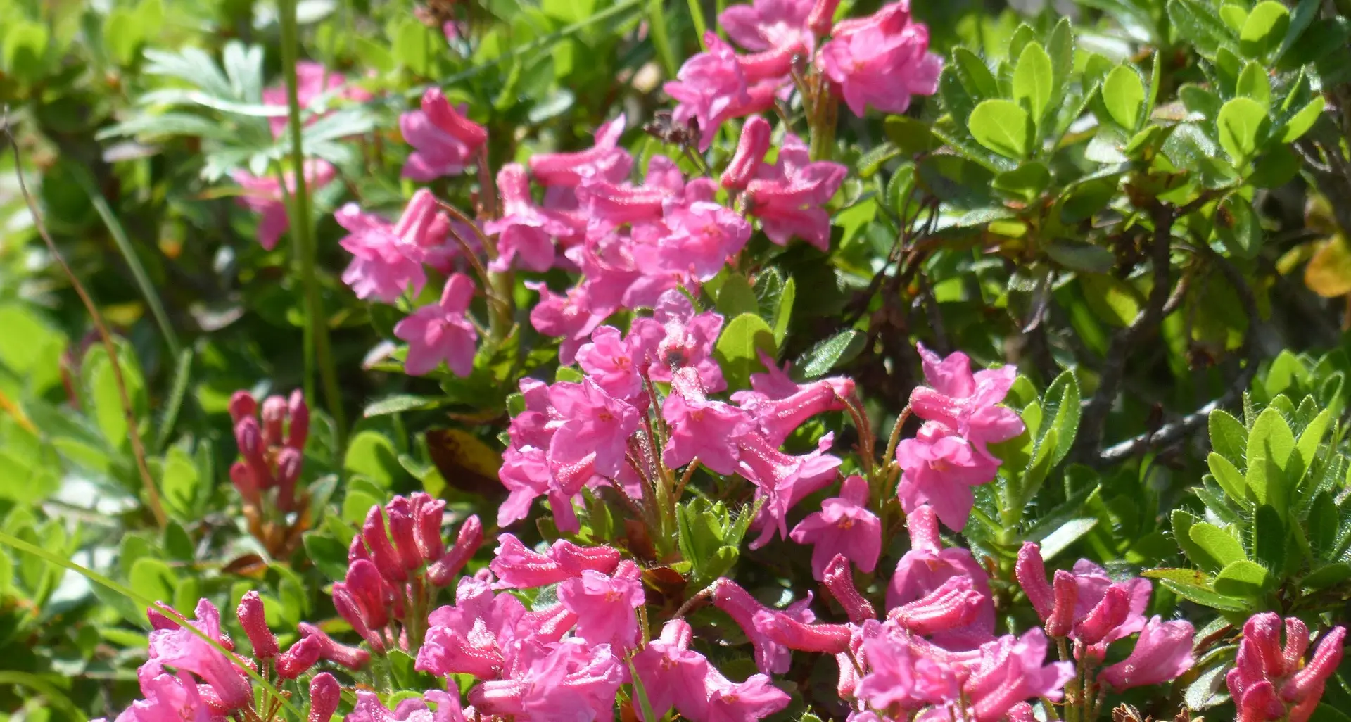 Tossico lo sciroppo di rododendro