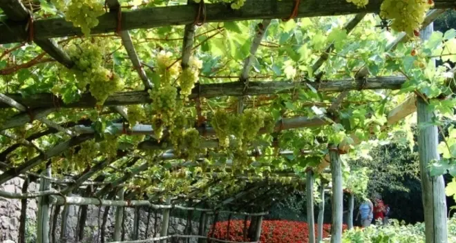 Castel Trauttmansdorff, al via l’offerta «Giardini e Vino»