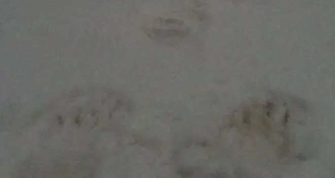 Mendola, le orme dell’orso sulla strada innevata