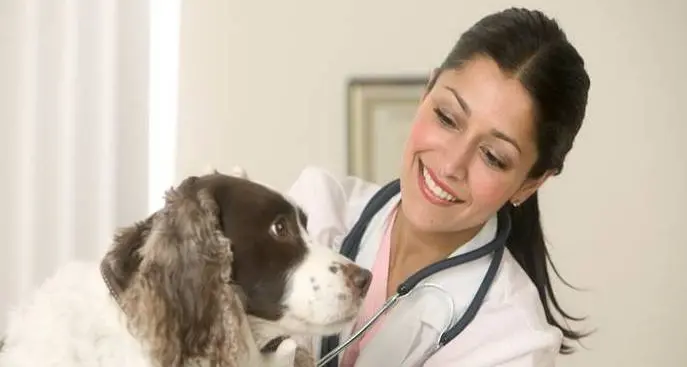 Reperibilità dei veterinari, c’è lo stop nel Burgraviato