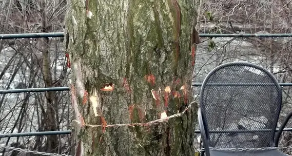 Vandali sulle Passeggiate Presi di mira due alberi