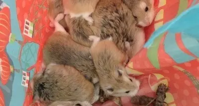I cani «parlano» e salvano i criceti abbandonati