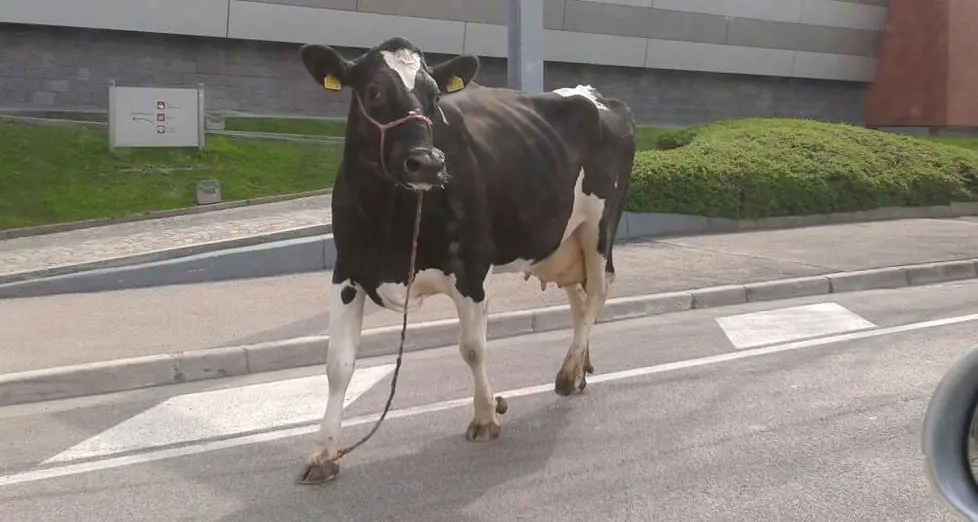 Mucca sulla strada in fuga per la libertà