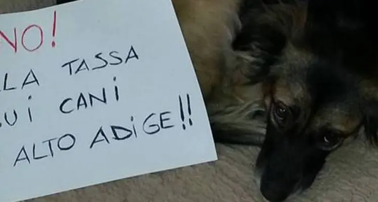Tassa sui cani, il web si scatena