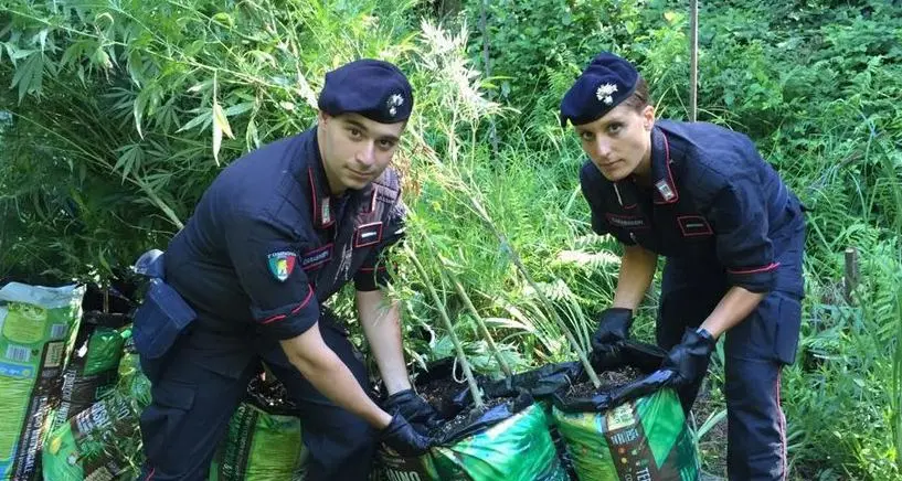 Cannabis, maxi piantagione vicino a Ora