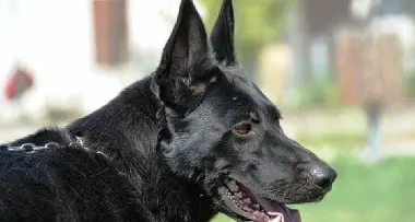 Cane veglia il padrone morto