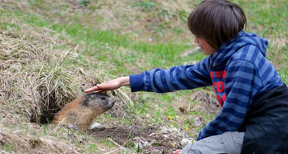 Il bambino e la marmotta: \"dialogo\" commovente sul passo Sella