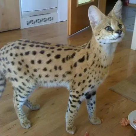 Il gattopardo torna davanti al giudice