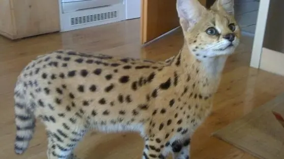 Il gattopardo torna davanti al giudice