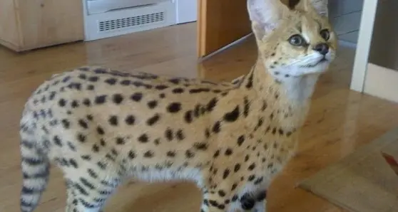 Il gattopardo torna davanti al giudice