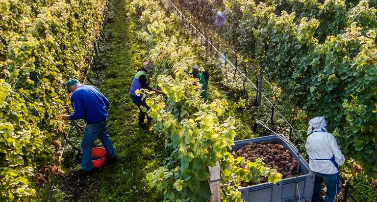 Vini altoatesini, sinergia più stretta con Fiera Bolzano